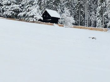 Waldbienenhütte - Kärnten - Österreich