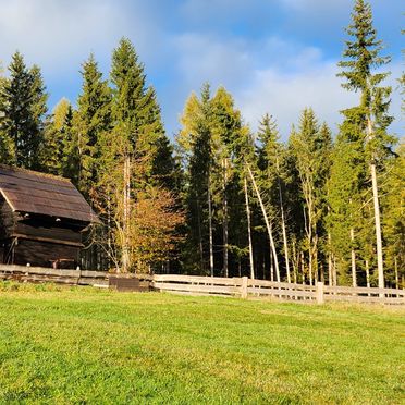 Sommer, Waldbienenhütte, Diex, Kärnten, Kärnten, Österreich