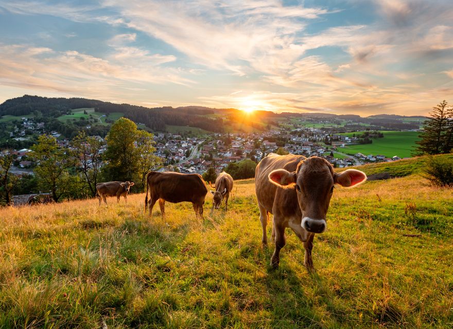 Angebot: Sommerauszeit nur für Mich - Hotel-Restaurant Adler