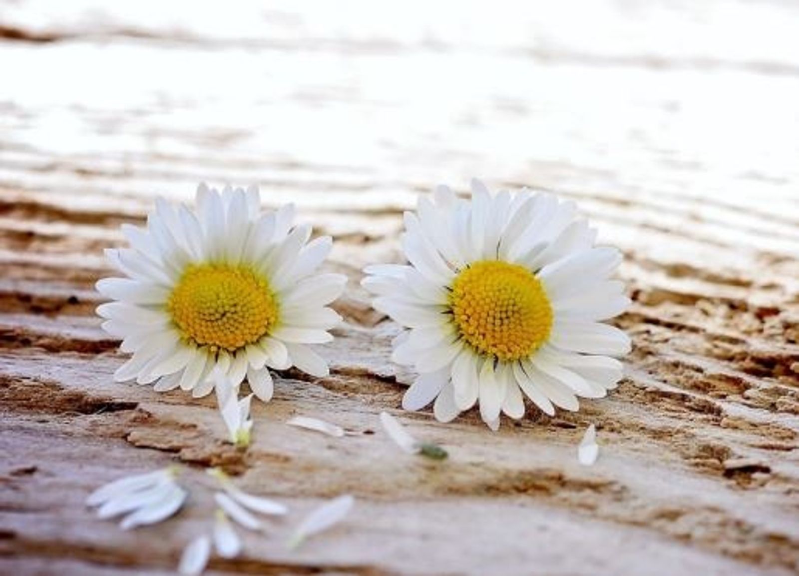 Sommer Deal image 1 - Buchnas Landhotel Saarschleife