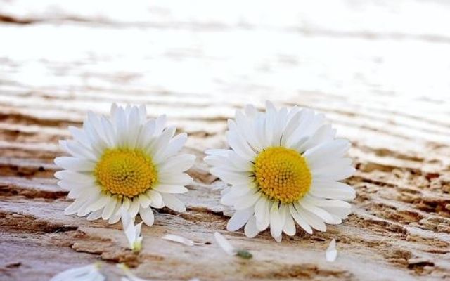 Angebot: Sommer Deal - Buchnas Landhotel Saarschleife