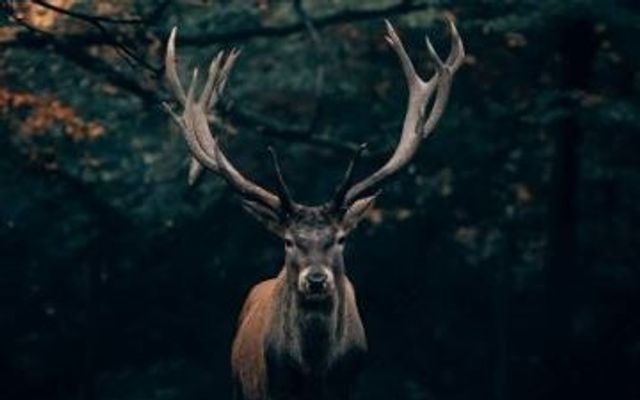 Angebot: Wilder Aufenthalt mit dem Wild-Hubertus-Abend - Buchnas Landhotel Saarschleife