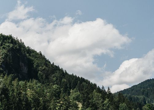 Naturzimmer Waldstimmung (4/8) - Biohotel Rupertus