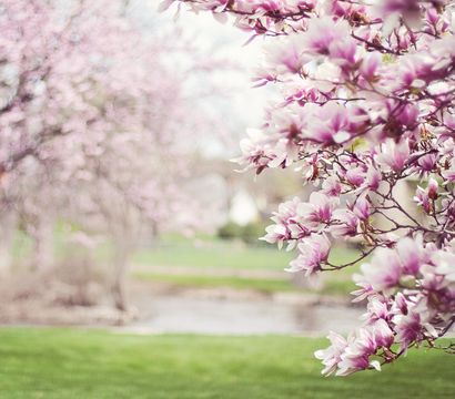 Offer: Spring awakening - Göbel´s Schlosshotel Prinz von Hessen