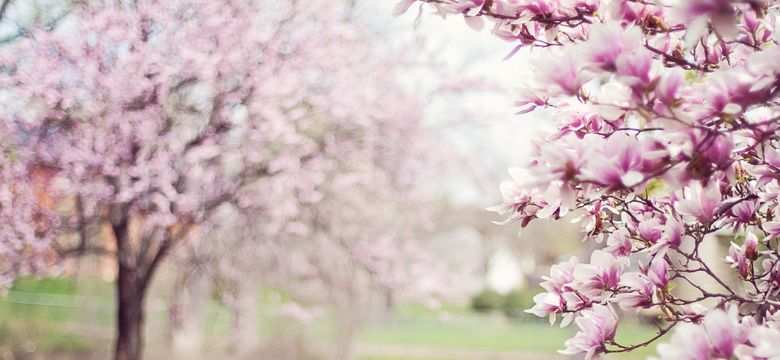 Göbel´s Schlosshotel Prinz von Hessen: Spring awakening