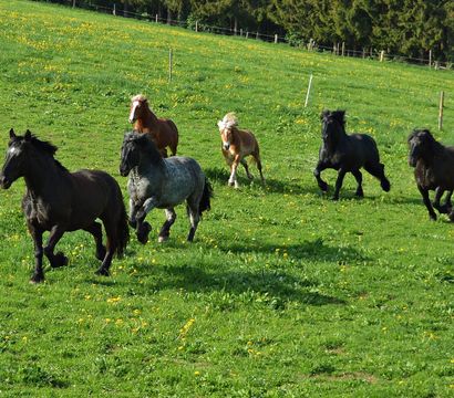 Wellness & Naturhotel Tonihof: Familien-Bauernhof-Tage