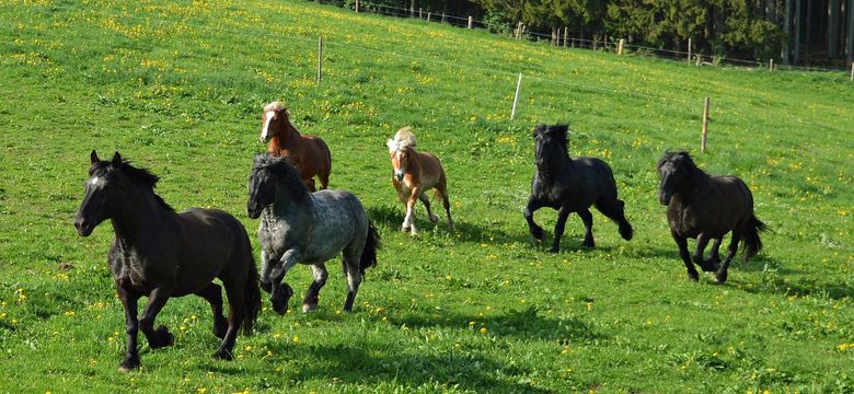 Wellness & Naturhotel Tonihof: Familien-Bauernhof-Tage