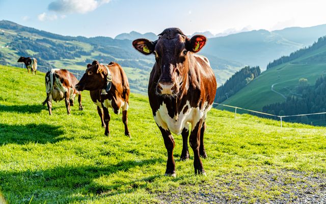 Milchviehbetrieb mit Almwirtschaft