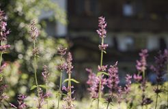 Biohotel Rastbichlhof: Naturhotel - Biohotel Rastbichlhof , Neustift im Stubaital, Tirol, Österreich