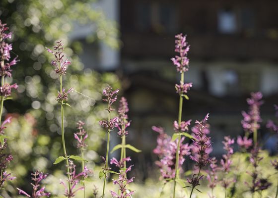 Sostenibilità - Biohotel Rastbichlhof 