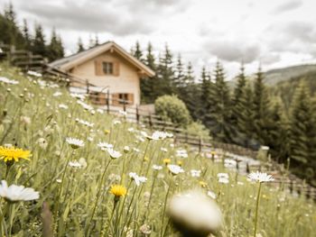 Bergchalet Kuhgraben - Carinthia  - Austria