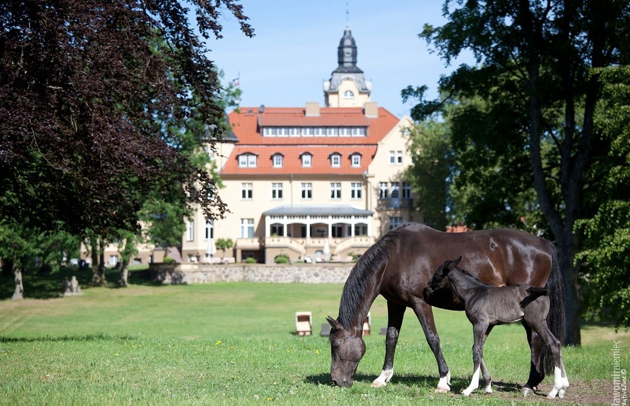 Pferd-auf-Koppel-vor-Schloss.jpg