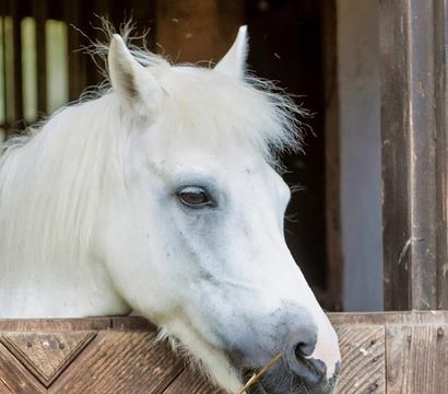 Ferienwelt Kesselgrub: Kesselgrub Schnupper-Reit-Hit
