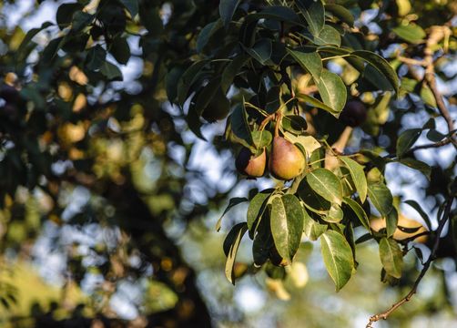 Bio- und Vitalbauernhof Bacherhof: Produkte von eigner Landwirtschaft - Bio- und Vitalbauernhof Bacherhof, Millstatt am See, Millstätter See, Kärnten, Österreich