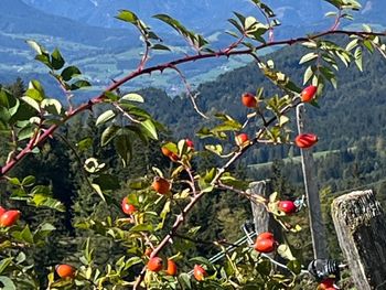 Stummerreith - Oberösterreich - Österreich