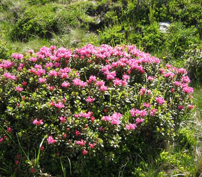 Familien-, Genuss- und Spa-Resort Jesacherhof: Almrosen-Wandertage