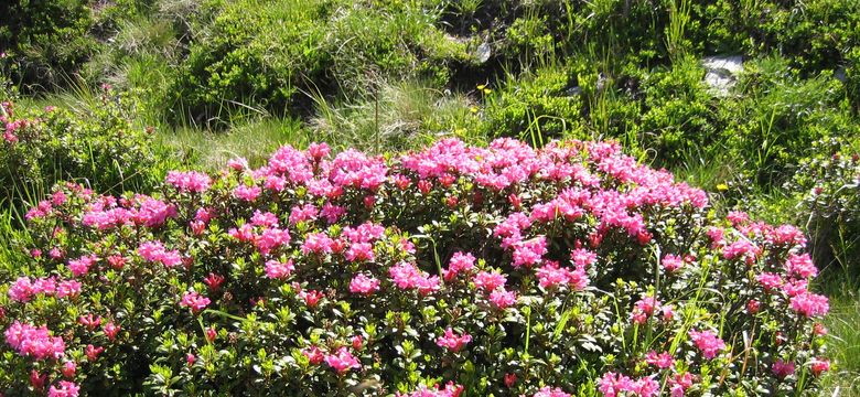 Familien-, Genuss- und Spa-Resort Jesacherhof: Almrosen-Wandertage