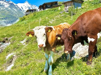 Almhütte Knapp-Kasa - Kärnten - Österreich