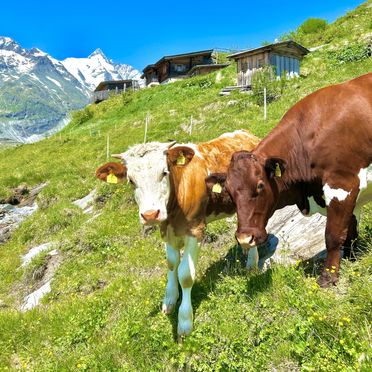 Summer, Almhütte Knapp-Kasa, Großglockner, Kärnten, Carinthia , Austria