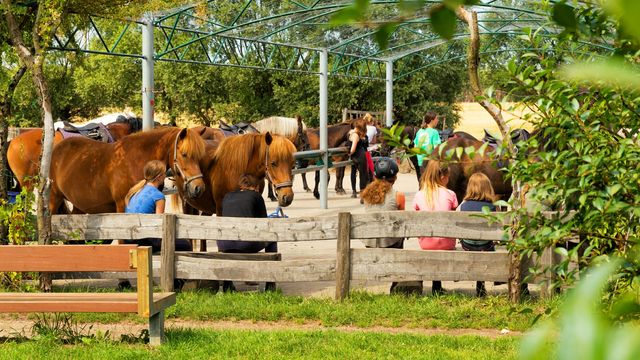 Reiterferien für allein reisende Kinder & Jugendliche