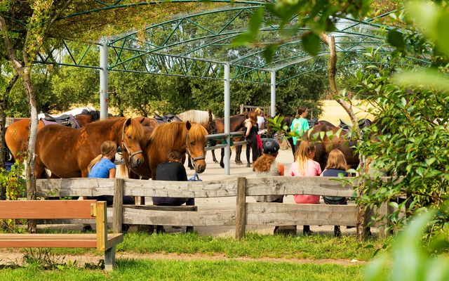 Reiter- und Erlebnisbauernhof Groß Briesen GmbH Bildergalerie