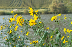 Bio Boutique Hotel Prüm: Inmitten der Natur - Bio Boutique Hotel Prüm, Brauneberg, Mosel, Rheinland-Pfalz, Deutschland