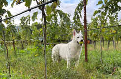 Bio Boutique Hotel Prüm: Urlaub mit Hund - Bio Boutique Hotel Prüm, Brauneberg, Mosel, Rheinland-Pfalz, Deutschland