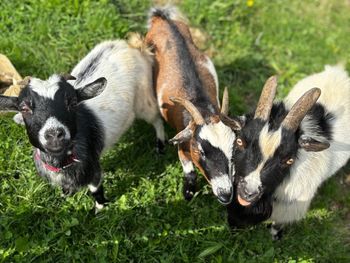 Ferienhaus Reisberg - Kärnten - Österreich
