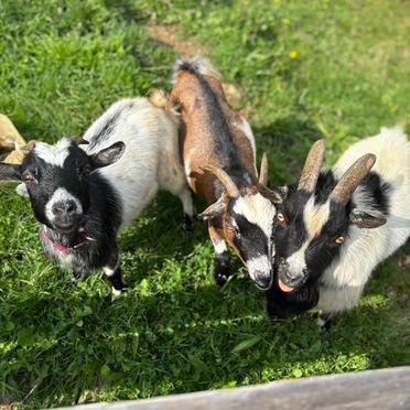 Tiere vom danebenliegenden Bauernhof, Ferienhaus Reisberg, St. Stefan, Kärnten, Österreich