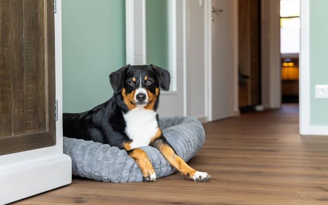 Hundedecke und Näpfchen inkl.